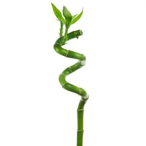 50cm Lucky Bamboo - Indoor Spiral Stems for Home Office, Kitchen, Living Room (5 stems)