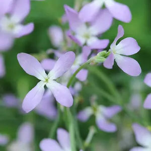 Stock 'Night Scented' - Start-A-Garden™ Seed Packet (1000 seeds)