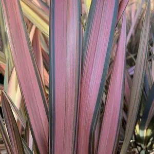 Phormium 'Flamingo' in 9cm Pot - Rare Plant - New Zealand Flax Evergreen Grass