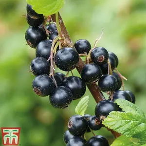 Blackcurrant (Ribes) Titania 9cm Pot x 1