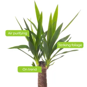 Spineless Yucca - Striking and Low-Maintenance Indoor Plant for Interior Spaces (140-160cm Height Including Pot)