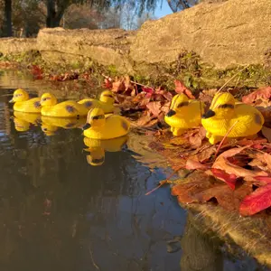 Decorative Plastic Floating Yellow Pond Ducklings (Pack of 6)