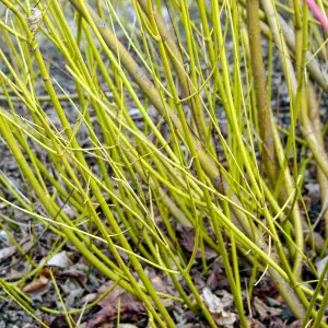 Cornus sericea Flaviramea 'Golden-Twig Dogwood' Bare Root Hedge Hedging Tree Plants (2-3ft, 5 Plants)