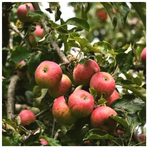 Dwarf Patio Fiesta Apple Tree, Self-Fertile ,Sweet,Sharp & Juicy