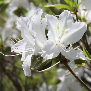 Rhododendron Azalea Mary Helen, in 9cm Pot, White Blooms