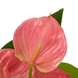 Verve Anthurium mix in Assorted cream or green Ceramic Decorative pot 9cm