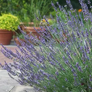 Lavender Lavandula intermedia 'Phenomenal' in a 2L Pot - Costal Plants for Gardens