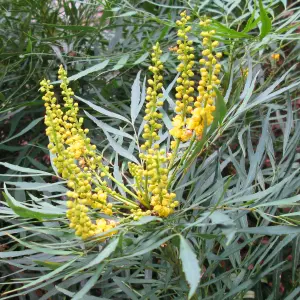 Mahonia Soft Caress Garden Shrub - Fragrant Yellow Flowers, Compact Size (20-30cm Height Including Pot)