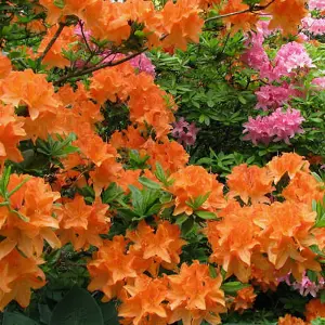 2 x Orange Azaleas - Vibrant Flowering Shrubs for Colourful UK Gardens - Outdoor Plants (20-30cm Height Including Pot)