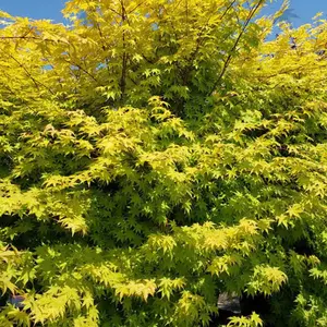 Acer Summer Gold - Golden Foliage, Outdoor Plant, Ideal for Gardens, Compact Size (50-70cm Height Including Pot)