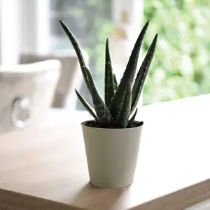 Houseplant Aloe Vera 10.5cm Pot x 2 + Incredifeed x 2