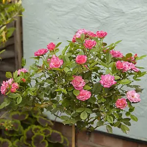 Pink Rose Bushes x 2 - Pair of Standard Roses - Bare Root, 60cm Tall, Ready to Plant in UK Gardens