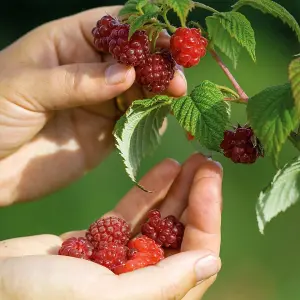 10 x Raspberry Autumn Bliss Bare Root Canes - Grow Your Own Fresh Raspberries