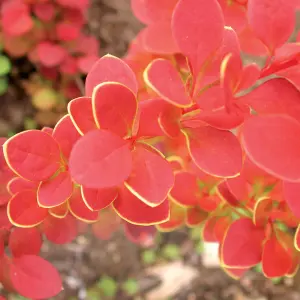 Berberis Orange Sunrise Garden Shrub - Compact Size, Vibrant Foliage (15-25cm Height Including Pot)