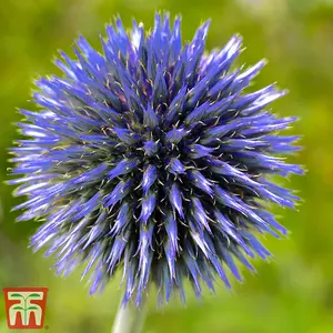 Blue Globe Thistle Promo New Kew Range 1 Packet (20 Seeds)