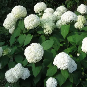 Hydrangea Annabelle Garden Plant - Large White Blooms, Compact Size (20-30cm Height Including Pot)