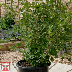 Gooseberry (Ribes uva-crispa) CaptIvator 1 BR x 1