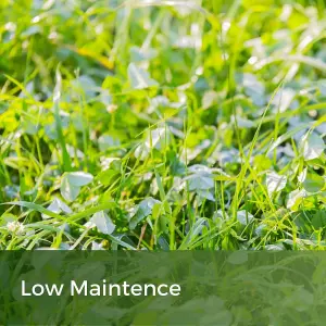 Clover Lawn Seed - Grass Seed & White Clover - 10kg