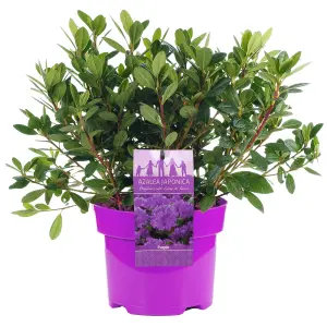 Purple Japanese Azalea (30-40cm Height Including Pot) - Delicate Purple Blooms, Evergreen