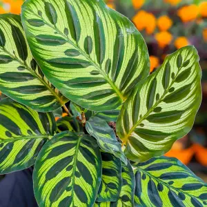 Calathea Makoyana - Exotic Foliage, Indoor Houseplant (12cm, 30-40cm)