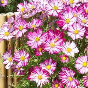 Cosmos bipinnatus Dwarf Purple Picotee 1 Seed Packet