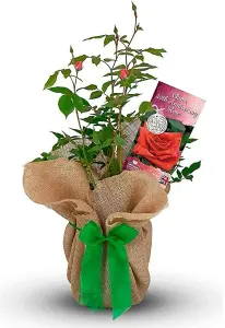 China Wedding Rose Bush Gift Wrapped - 20th Anniversary Plant