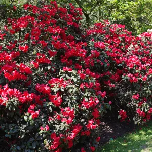 Rhododendron Elizabeth Garden Plant - Vibrant Red Blooms, Compact Growth, Medium Size (20-30cm Height Including Pot)