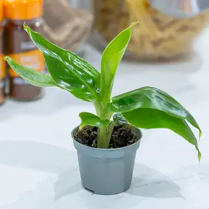 House Plants, Baby Banana Plants, Set of Three, Musa acuminata, Tropical Indoor Plants in 6cm Pots, For Home, Office or Living Roo