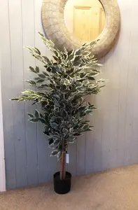 130cm Tall Variegated White/Green Bushy Ficus Tree