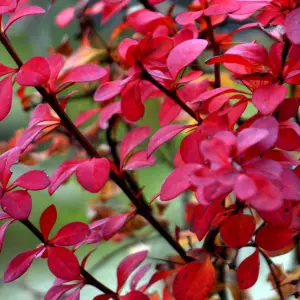 Berberis Lutin Rouge - Compact Shrub, Vibrant Red Foliage (20-30cm Height Including Pot)