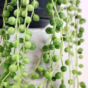 Senecio Rowleyanus - Evergreen Trailing Plant in 14cm Pot, String of Pearls, Low Maintenance, Compact Size (20-30cm)