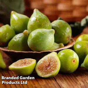 Green Fig - Standard Tree - 5 Litre Potted Plant x 1