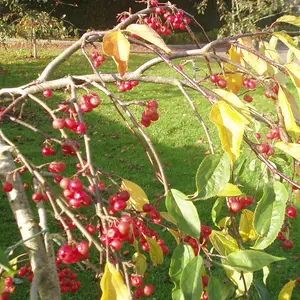 Malus Sun Rival Tree - Crab Apple Ornamental Tree, Pinkish-White Flowers, Hardy, Low Maintenance (5-6ft)