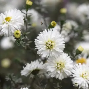 White Ladies Michaelmas Daisy Perennials Flowering Plants Novi-Belgii 2L Pot