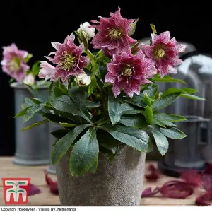 Helleborus orientalis Hello Amber 14cm Potted  Plant x 1