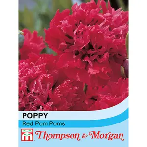 Poppy Red Pom Poms 1 Seed Packet (100 Seeds)