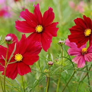 Cosmos bipinnatus 'Rubenza' - 1 Seed Packet (60 Seeds)