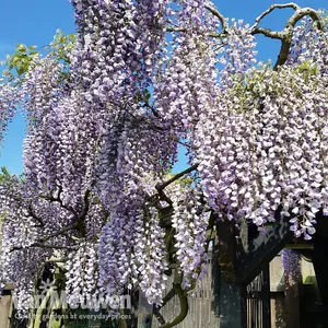 Fragrant Wisteria Prolific - 1.5 Litre Potted Plant x 1 - Hardy Shrub - Loved by Pollinators - Climbing Plant