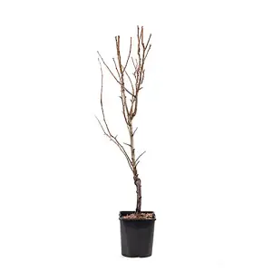 Pear 'Little Conference' Fruit Tree in 4.5L Pot - Grow Your Own