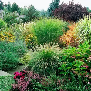 4 Pack Ornamental Grass Mix - Patio & Garden Decorative Grasses