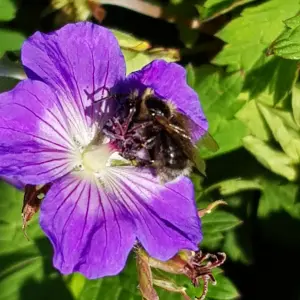 Hardy Geranium 'Rozanne' in a 2L Pot - RHS Plant of The Centenary - Drought Tolerant