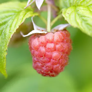 Lincolnshire Fruits Malling Juno Potted 1 Litre (Raspberry)