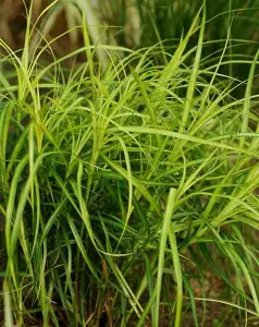 Lincolnshire Pond Plants Ltd Marginal Plants - Pond Plants (Carex Muskingumensis) - 9cm Bareroot