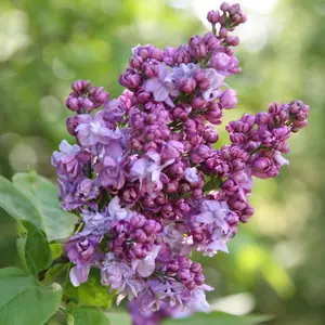 Charles Joly Common Lilac Outdoor Shrub Plant Syringa Vulgaris 3L Pot