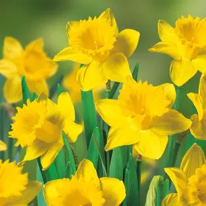 Tall daffodil collection yellow Flower bulbs, 3kg