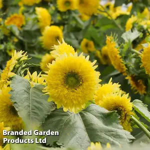 Sunflower Helianthus annuus Gummy Bear 1 Seed Packet (15 Seeds)