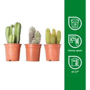 Verve Cactus mix in Plastic Grow pot 17cm