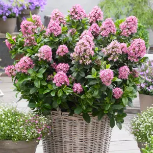 Escallonia laevis Pink Elle in a 2L Pot Evergreen Flowing Pink Potted Outdoor Garden Shrub Plant 25-30cm Tall in Pot