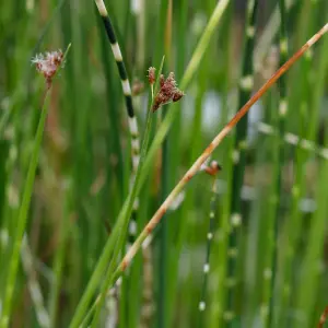 Lincolnshire Pond Plants Ltd Marginal Plants - Pond Plants (Scirpus Tabernaemontani 'Zebrinus') - 3 Litre bareroot