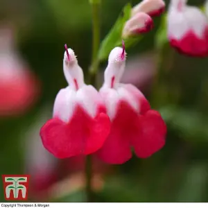 Salvia Microphylla Hot Lips 2 Litre Potted  Plant x 1